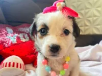 Cachorro raça SRD-ViraLata idade Abaixo de 2 meses nome Sem nome