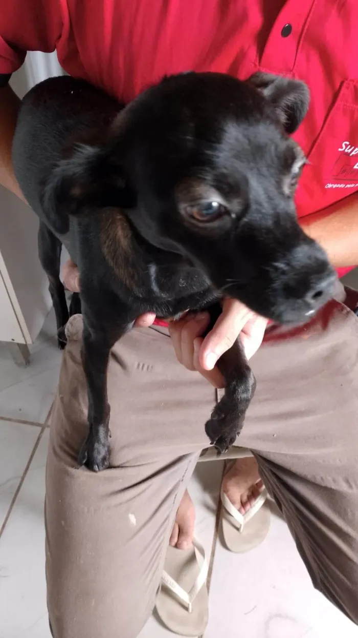 Cachorro raça SRD-ViraLata idade 2 a 6 meses nome Alicia