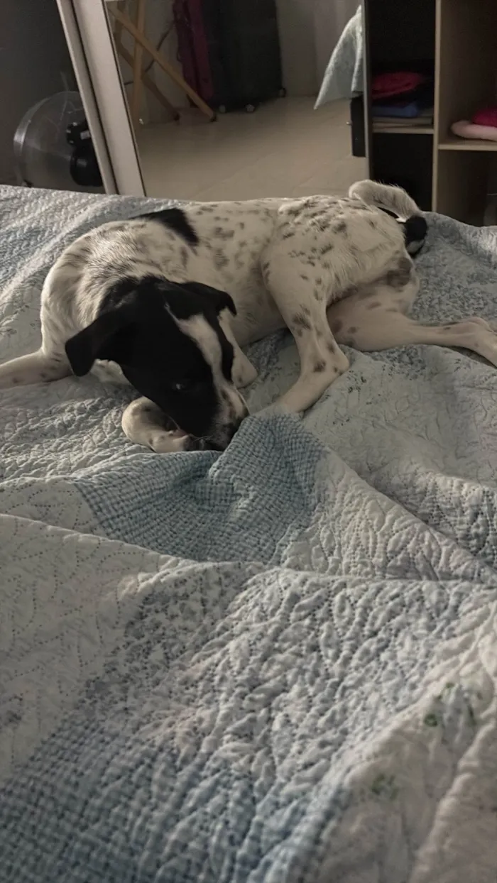 Cachorro ra a SRD-ViraLata idade 7 a 11 meses nome Potter