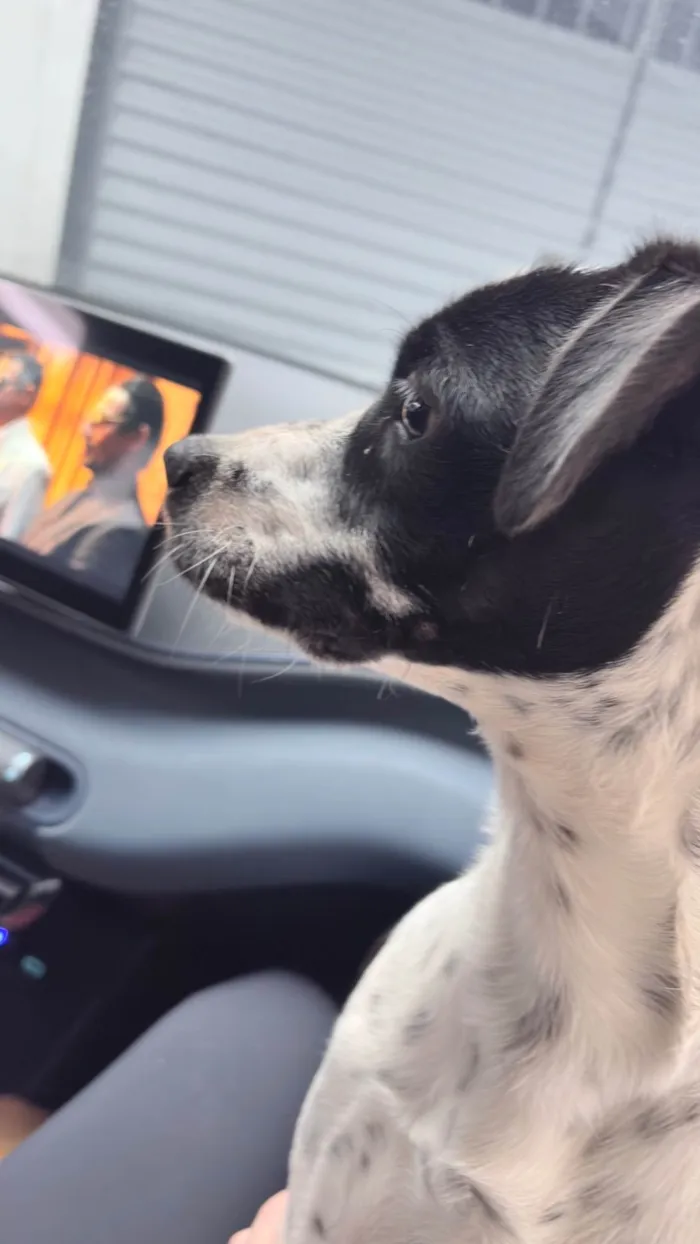 Cachorro ra a SRD-ViraLata idade 7 a 11 meses nome Potter