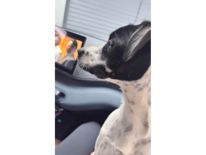 Cachorro ra a SRD-ViraLata idade 7 a 11 meses nome Potter