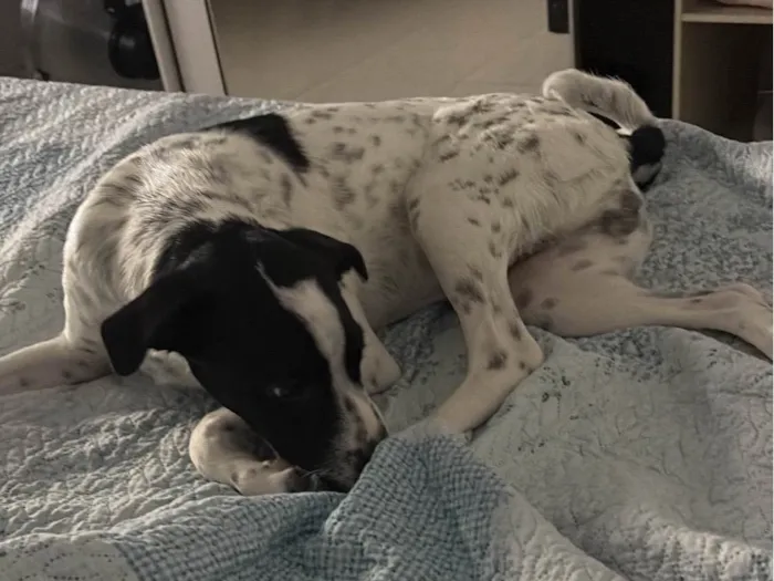 Cachorro ra a SRD-ViraLata idade 7 a 11 meses nome Potter