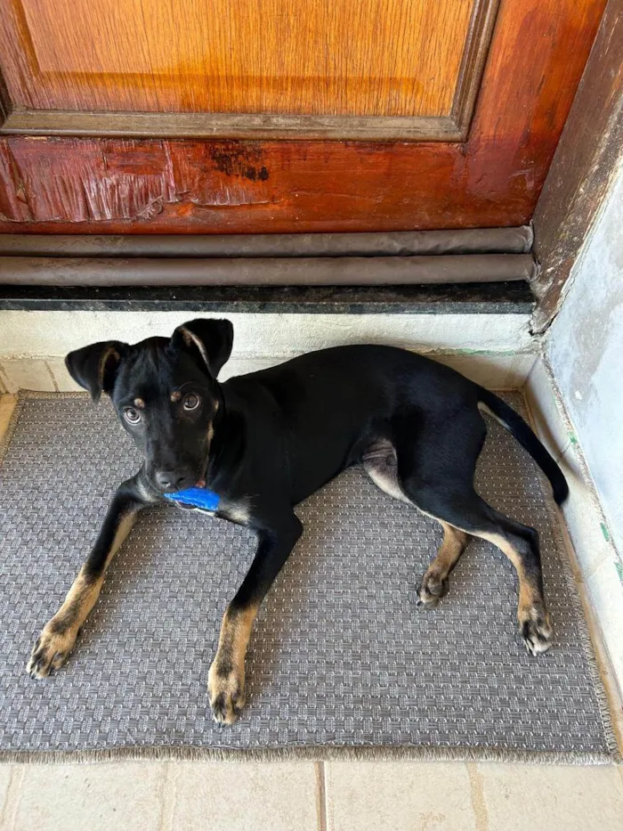 Cachorro ra a SRD-ViraLata idade 2 a 6 meses nome Robson