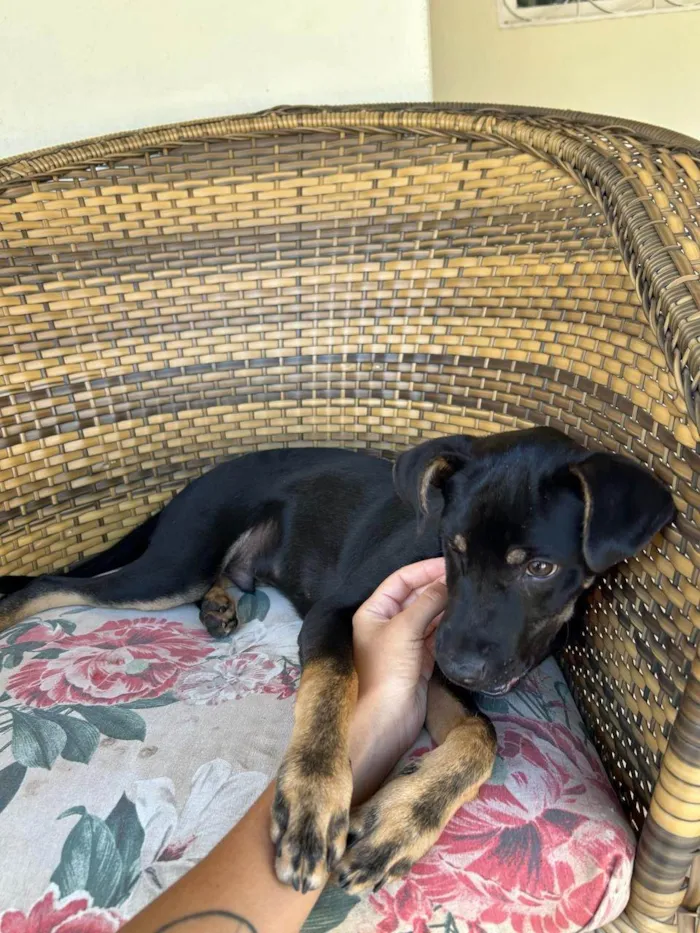 Cachorro ra a SRD-ViraLata idade 2 a 6 meses nome Robson