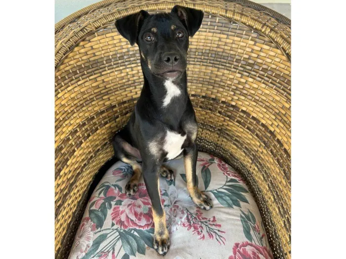 Cachorro ra a SRD-ViraLata idade 2 a 6 meses nome Robson