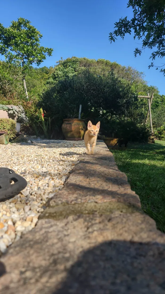 Gato ra a SRD-ViraLata idade Abaixo de 2 meses nome Nomane