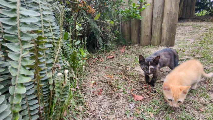 Gato ra a SRD-ViraLata idade Abaixo de 2 meses nome Noname