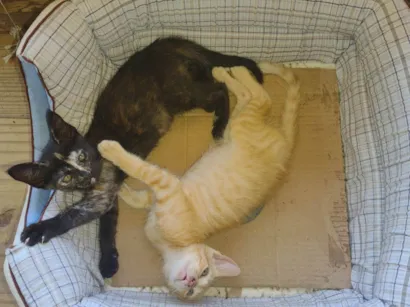 Gato raça SRD-ViraLata idade Abaixo de 2 meses nome Noname