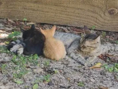 Gato raça SRD-ViraLata idade 1 ano nome Noname