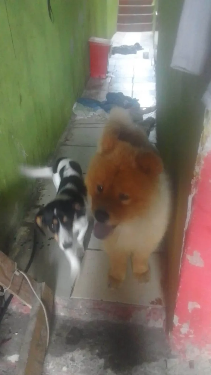 Cachorro ra a Chow Chow idade 2 anos nome Scott 
