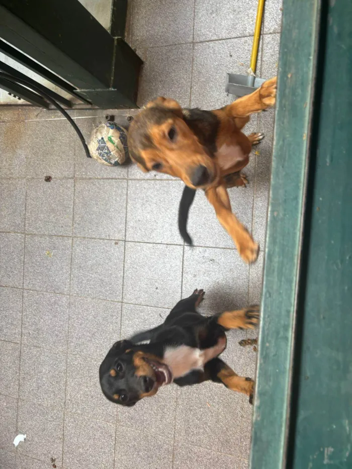 Cachorro ra a SRD-ViraLata idade 2 a 6 meses nome Romeu e Julieta