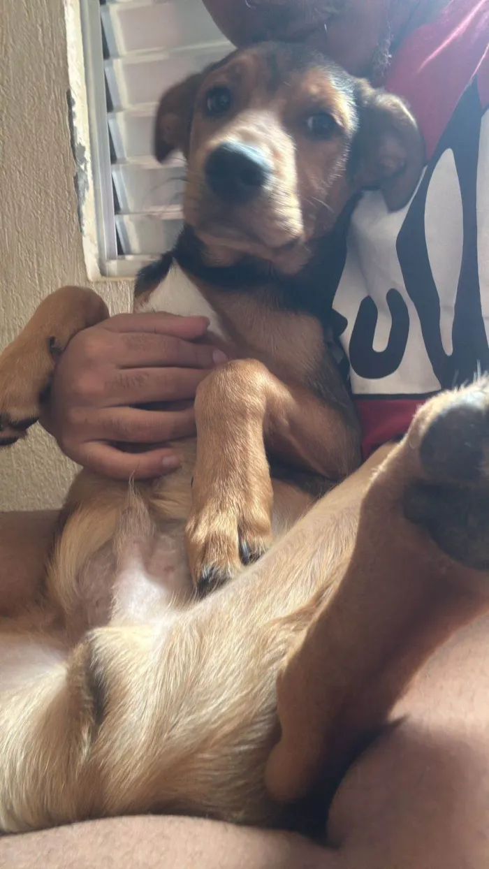 Cachorro ra a SRD-ViraLata idade 2 a 6 meses nome Romeu e Julieta