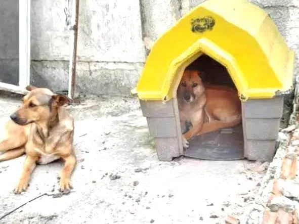 Cachorro ra a SRD-ViraLata idade 1 ano nome Bela e sandy