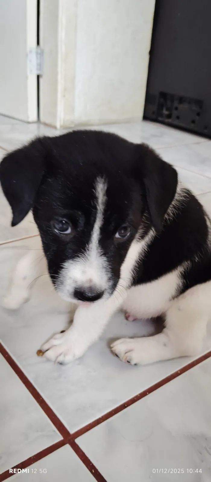 Cachorro raça SRD-ViraLata idade Abaixo de 2 meses nome Panda