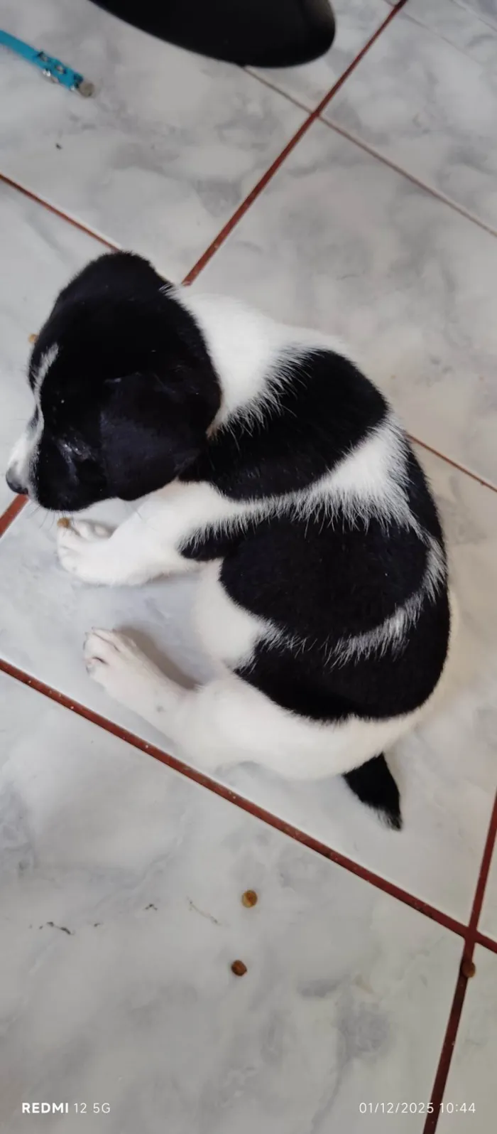 Cachorro raça SRD-ViraLata idade Abaixo de 2 meses nome Panda