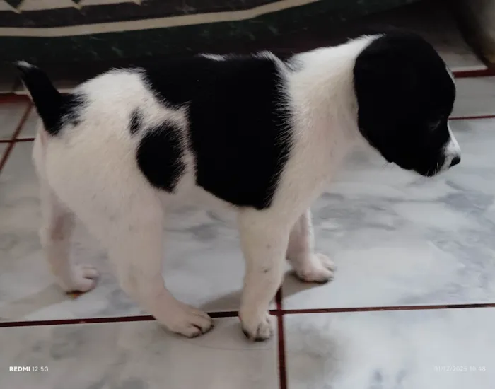 Cachorro raça SRD-ViraLata idade Abaixo de 2 meses nome Panda