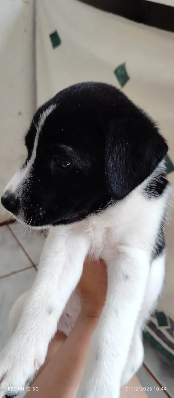 Cachorro raça SRD-ViraLata idade Abaixo de 2 meses nome Panda