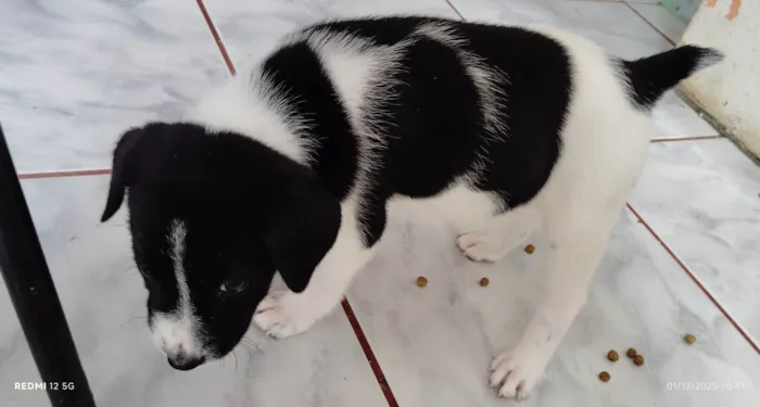 Cachorro raça SRD-ViraLata idade Abaixo de 2 meses nome Panda
