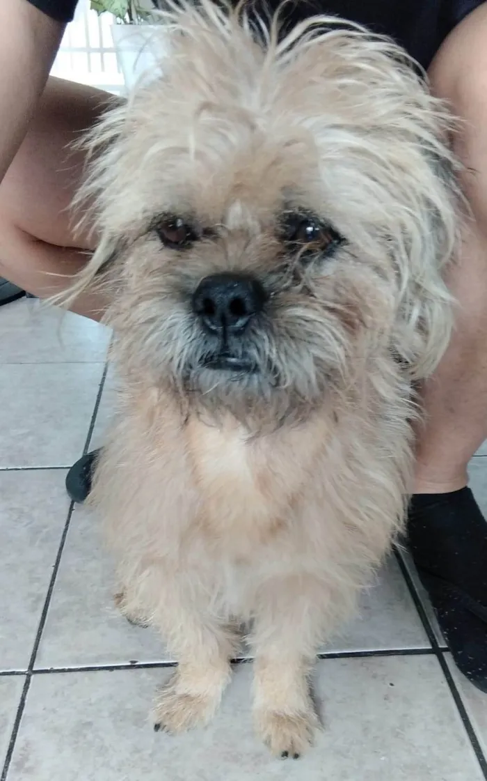 Cachorro ra a SRD-ViraLata idade 4 anos nome Zaimon