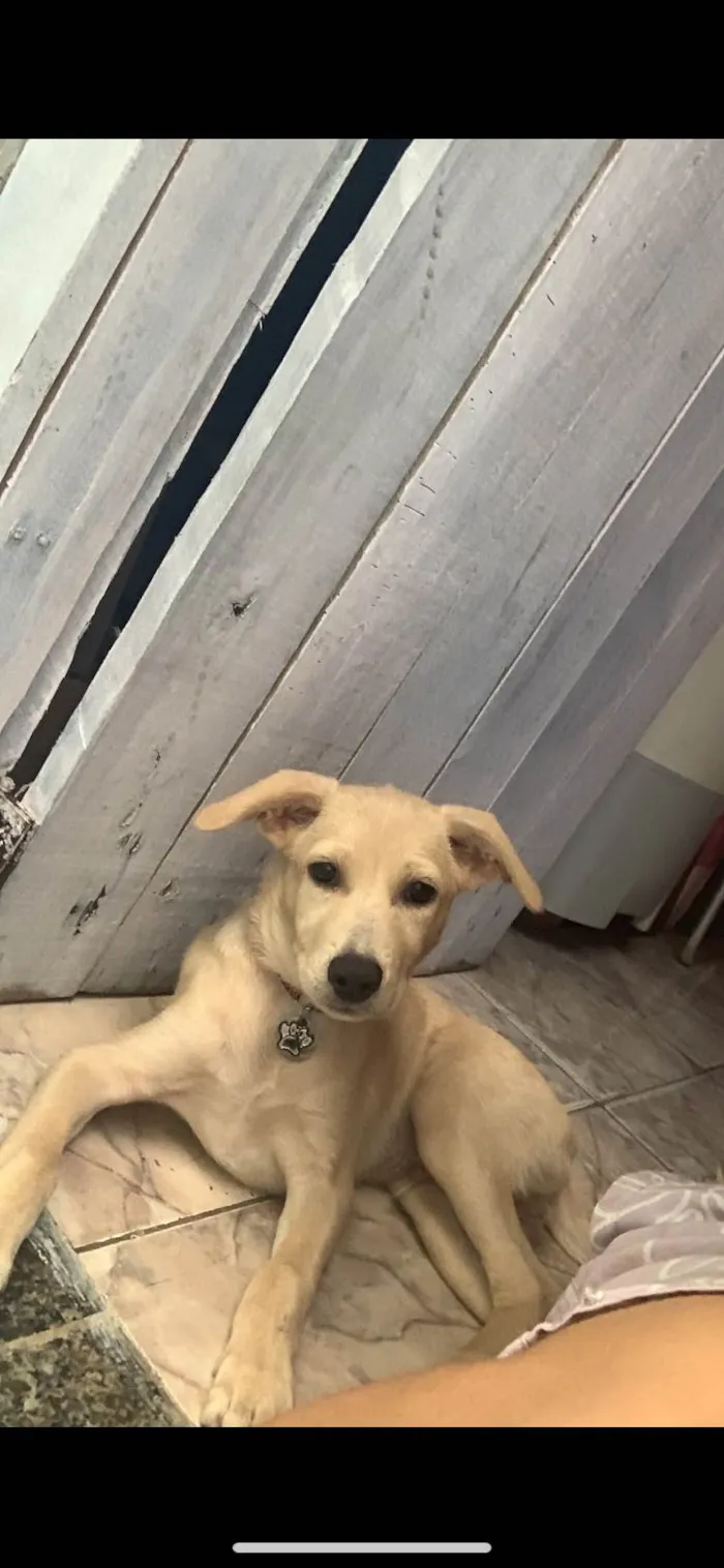 Cachorro ra a SRD-ViraLata idade 7 a 11 meses nome Teo