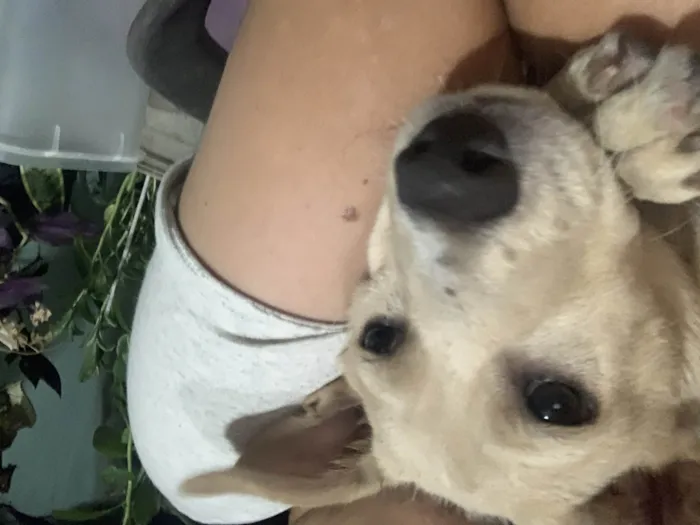 Cachorro ra a SRD-ViraLata idade 7 a 11 meses nome Teo