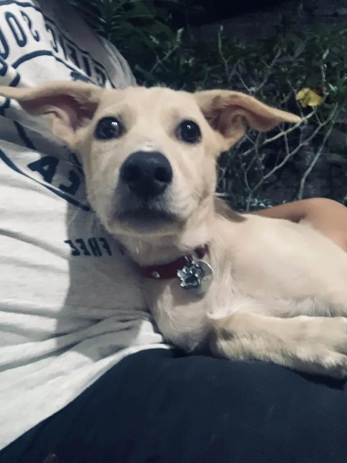 Cachorro ra a SRD-ViraLata idade 7 a 11 meses nome Teo