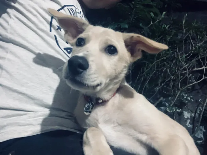 Cachorro ra a SRD-ViraLata idade 7 a 11 meses nome Teo