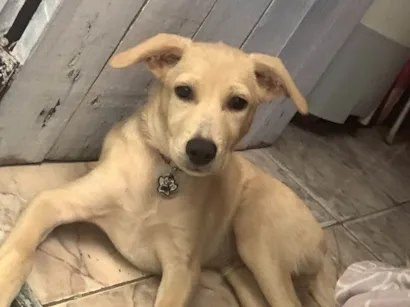 Cachorro raça SRD-ViraLata idade 7 a 11 meses nome Teo