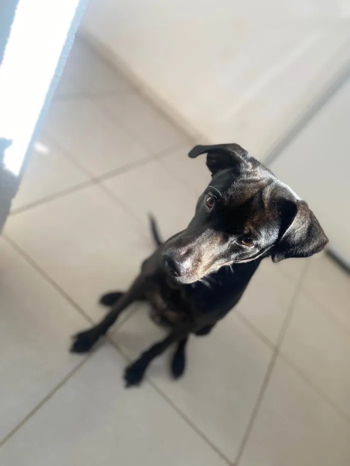 Cachorro ra a SRD-ViraLata idade 2 anos nome Apollo