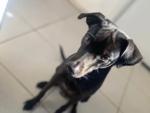 Cachorro raça SRD-ViraLata idade 2 anos nome Apollo