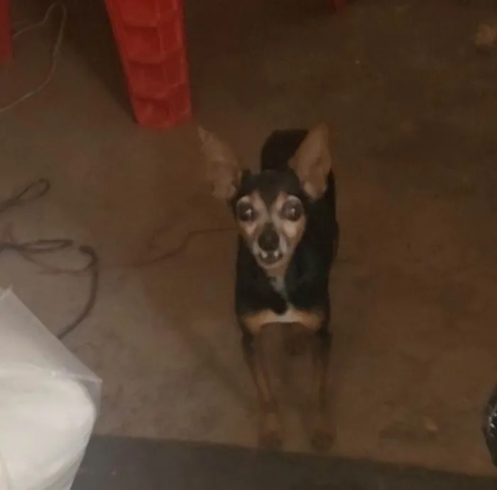 Cachorro ra a Pinscher idade 6 ou mais anos nome Nao sei