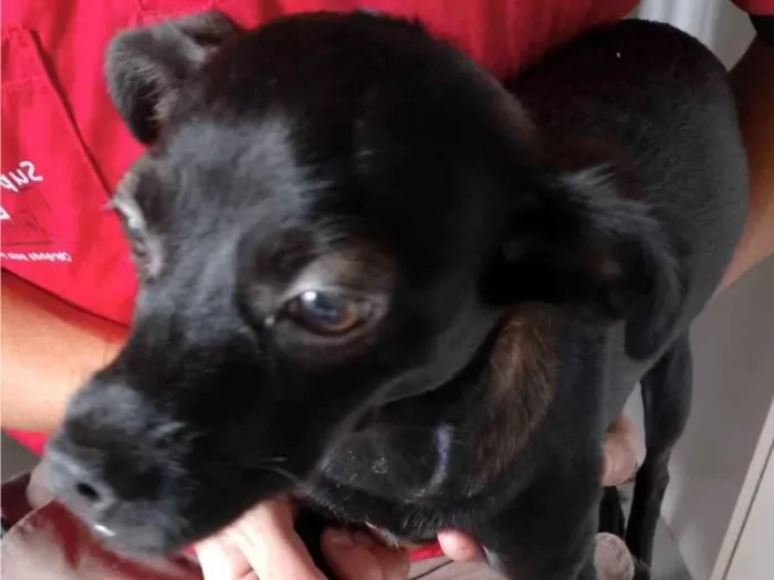 Cachorro raça SRD-ViraLata idade 2 a 6 meses nome Alicia