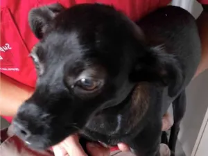 Cachorro raça SRD-ViraLata idade 2 a 6 meses nome Alicia