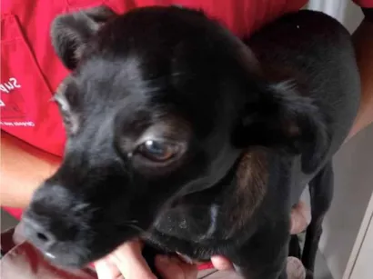 Cachorro raça SRD-ViraLata idade 2 a 6 meses nome Alicia