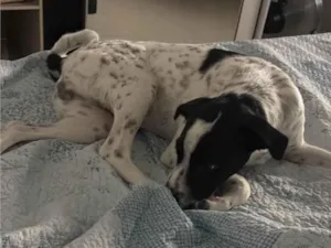 Cachorro raça SRD-ViraLata idade 7 a 11 meses nome Potter