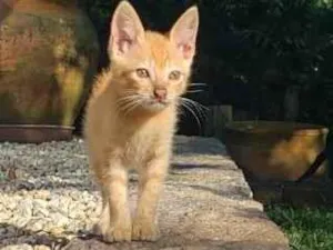 Gato ra a SRD-ViraLata idade Abaixo de 2 meses nome Nomane