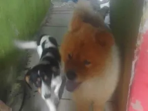 Cachorro ra a Chow Chow idade 2 anos nome Scott 