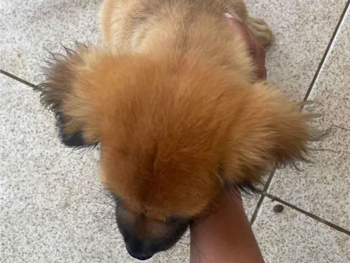 Cachorro ra a SRD-ViraLata idade 2 a 6 meses nome Marley 