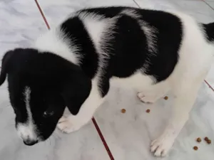 Cachorro raça SRD-ViraLata idade Abaixo de 2 meses nome Panda
