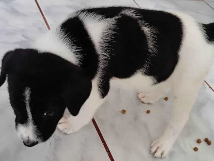 Cachorro raça SRD-ViraLata idade Abaixo de 2 meses nome Panda