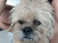 Cachorro raça SRD-ViraLata idade 4 anos nome Zaimon