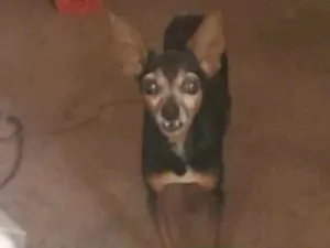 Cachorro raça Pinscher idade 6 ou mais anos nome Nao sei