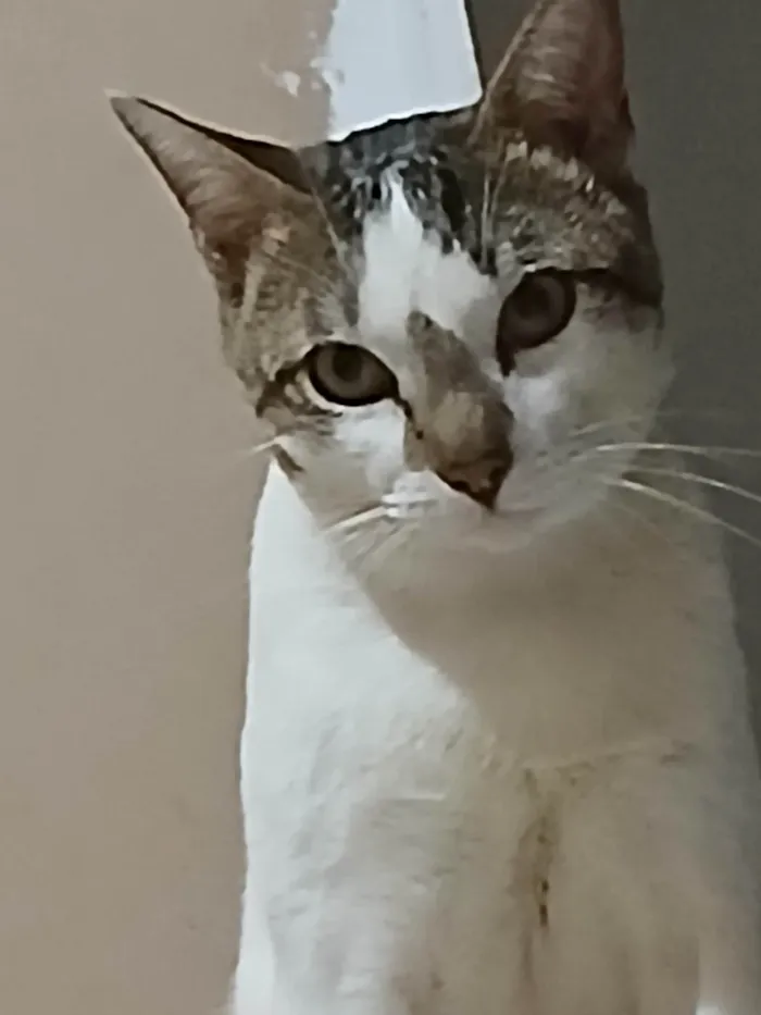 Gato ra a SRD-ViraLata idade 2 anos nome Lino