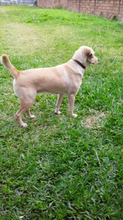 Cachorro raça SRD-ViraLata idade 6 ou mais anos nome Leah 