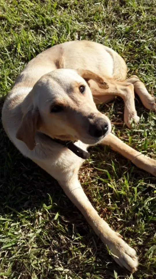 Cachorro ra a SRD-ViraLata idade 6 ou mais anos nome Leah 