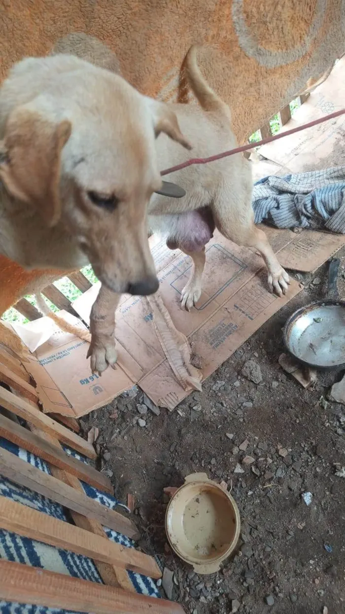 Cachorro ra a SRD-ViraLata idade 6 ou mais anos nome Leah 