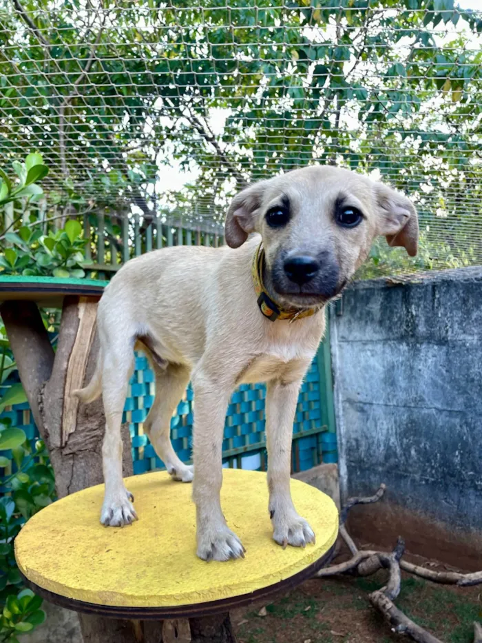 Cachorro ra a SRD-ViraLata idade 2 a 6 meses nome Tommy 