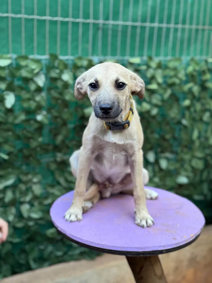 Cachorro ra a SRD-ViraLata idade 2 a 6 meses nome Tommy 