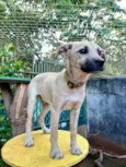 Cachorro ra a SRD-ViraLata idade 2 a 6 meses nome Tommy 