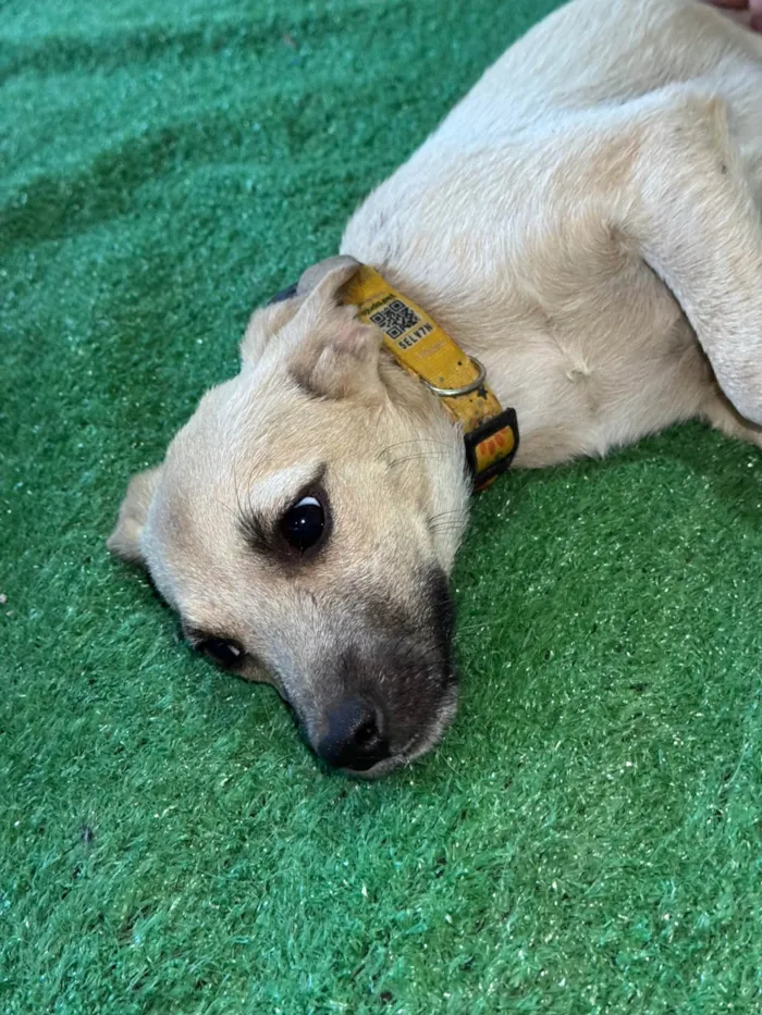 Cachorro ra a SRD-ViraLata idade 2 a 6 meses nome Tommy 